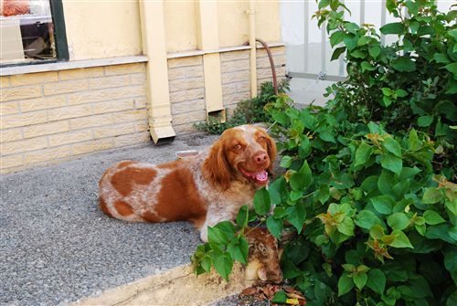 Βρήκαν σκύλο ράτσας Επανιέλ στον Βύρωνα Αττικής